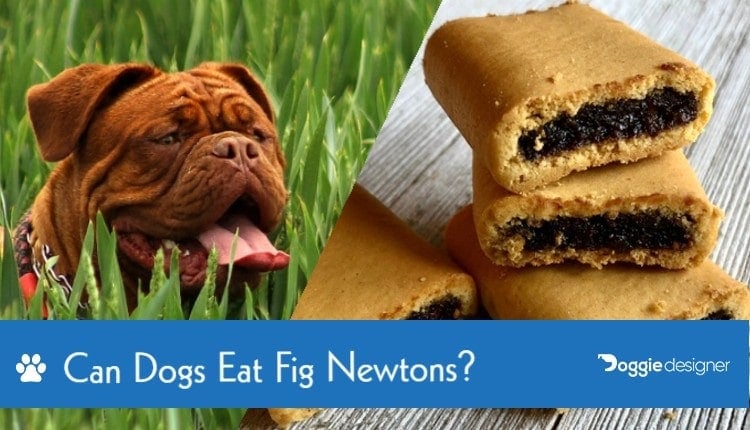 Can Dogs Eat Fig Newtons What You Need To Know Hepper