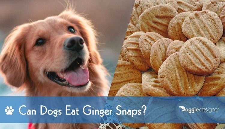 sticky stuff for dogs