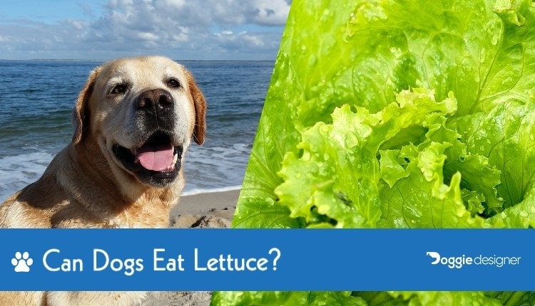 Can Dogs Eat Lettuce The Surprising Answer Hepper