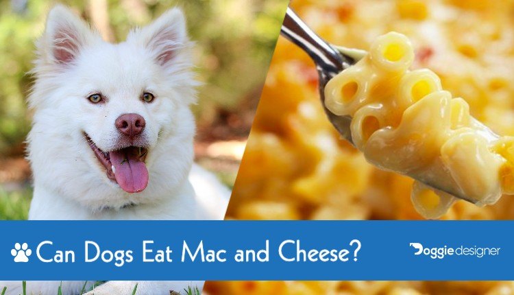 cheese bad for dogs to eat