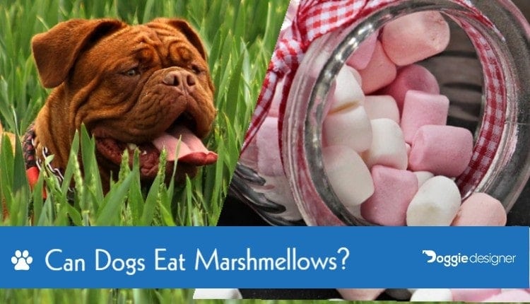dogs eat marshmallows