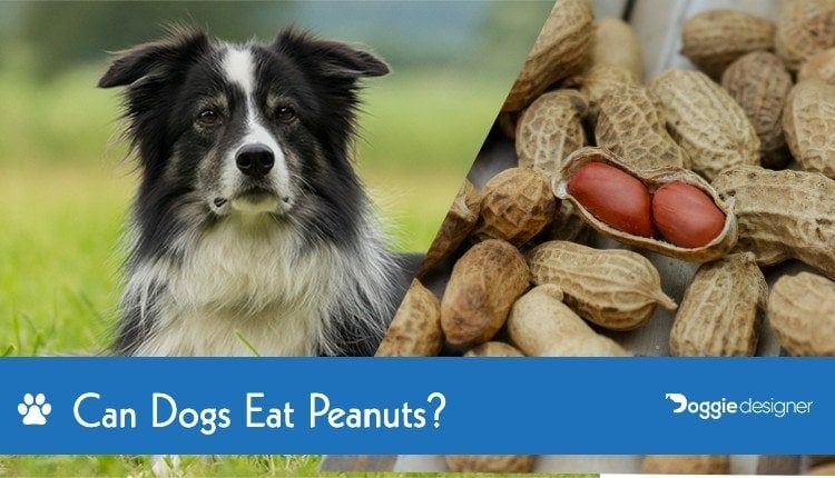 peanuts safe for dogs