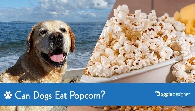 is popcorn bad for dogs