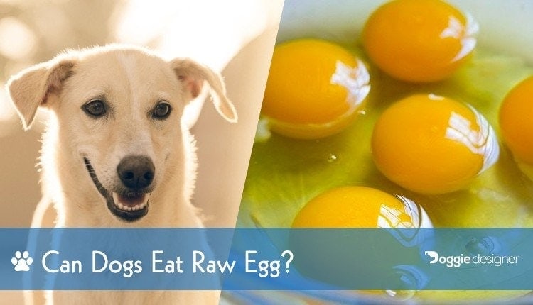 raw egg dog shiny coat