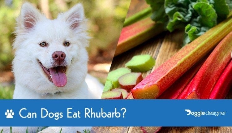 Can dogs eat rhubarb