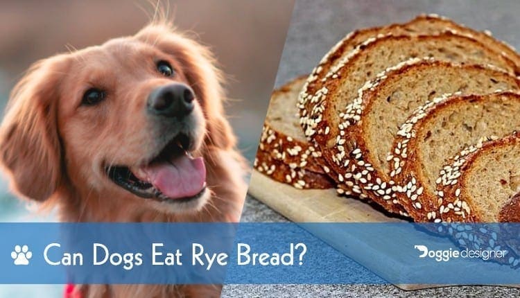 is bread ok for dogs