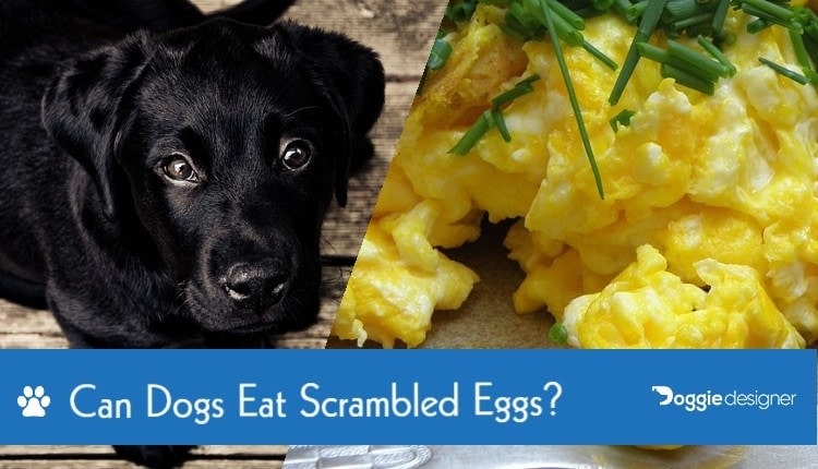 Can Dogs Eat Scrambled Eggs What You Need To Know Hepper