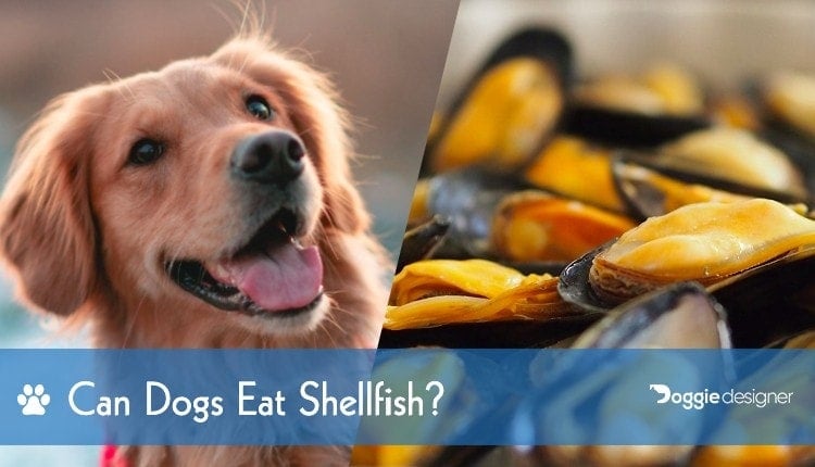 can dogs eat shellfish