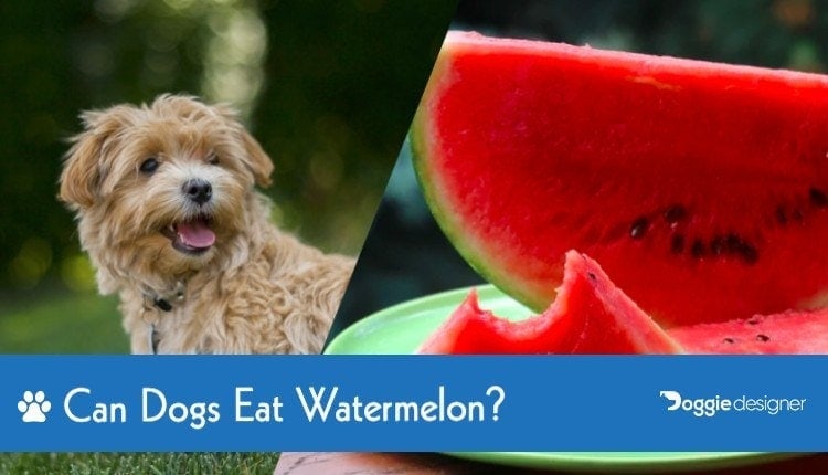 48 Can Dogs Eat Watermelon Peel