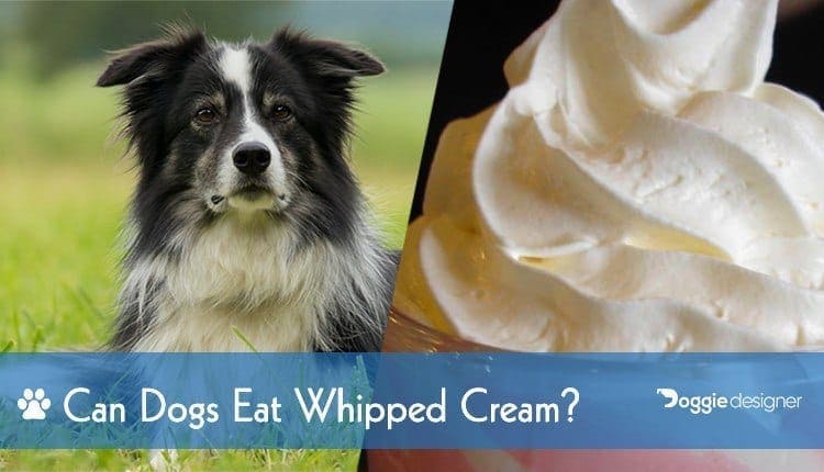 Can Dogs Eat Whipped Cream Is Whipped Cream Safe For Dogs Hepper