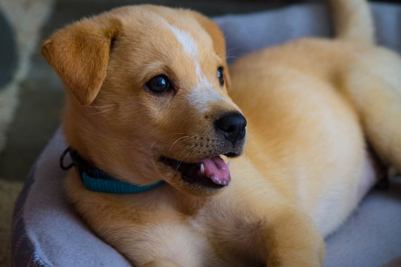 how much do canaan dog puppies cost