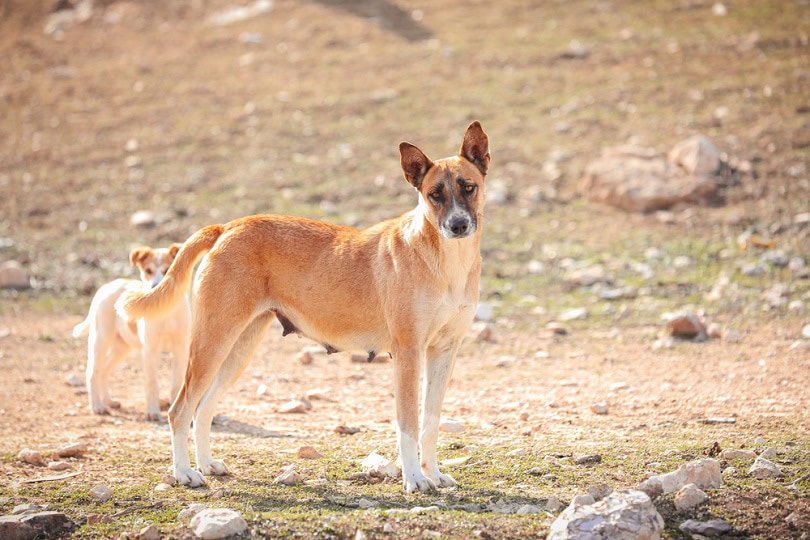 Canaanite Canaan dog