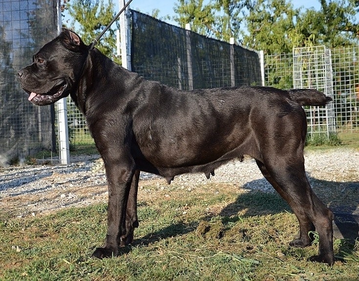 Cane Corso Italiano