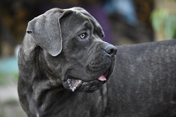 Cane Corso Looking to Side