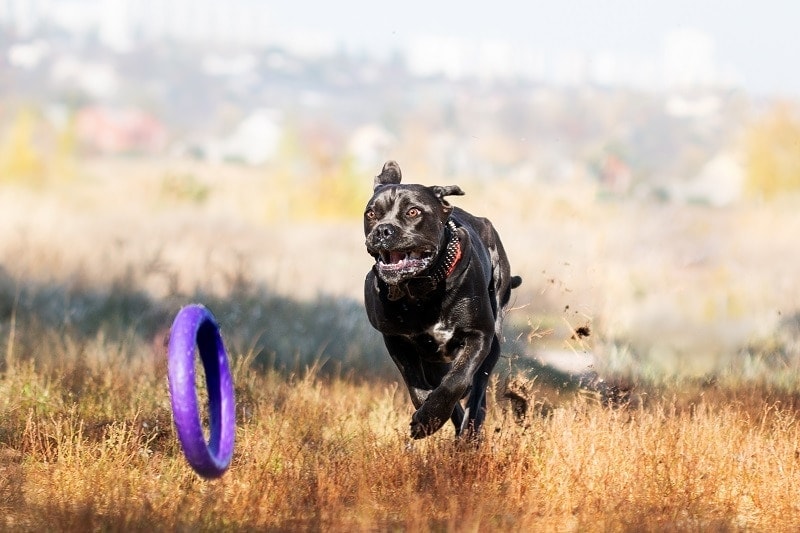 Cane Corso Training