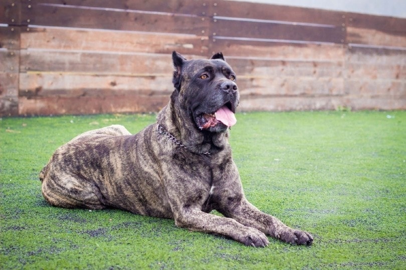 Cane Corso laying in the park