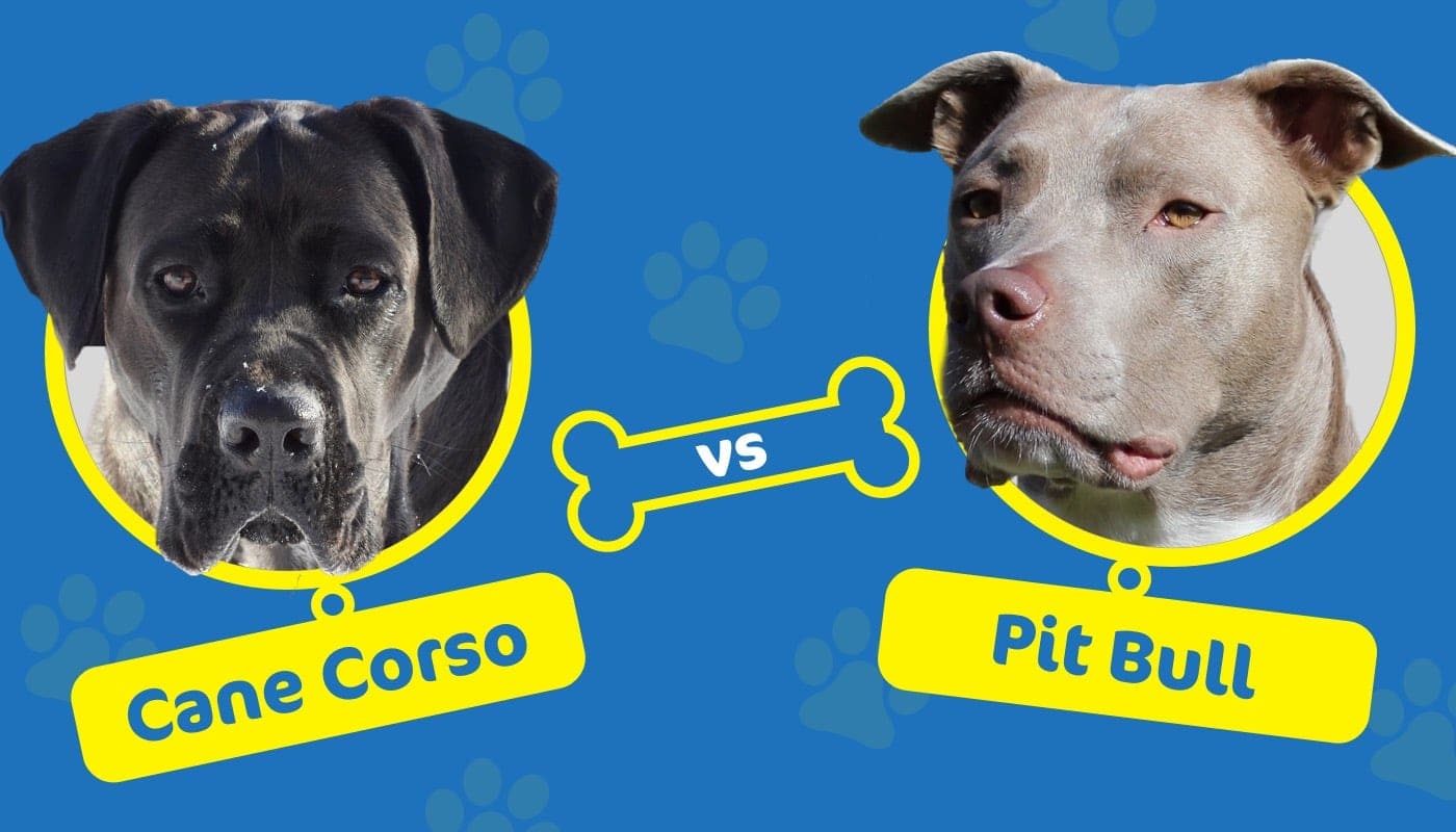 Cane Corso vs Pit Bull