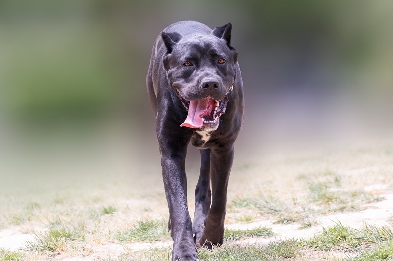 Black panther dog breed 2025
