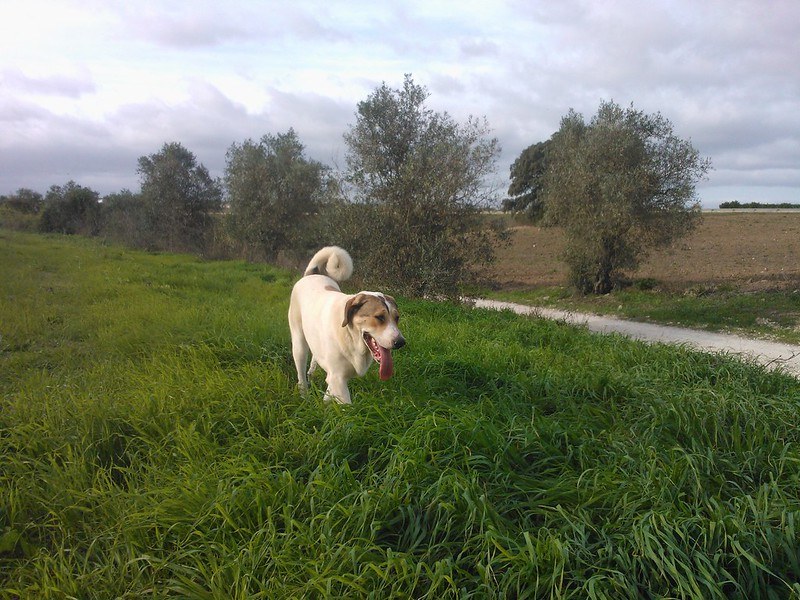 Cão de Gado Transmontano
