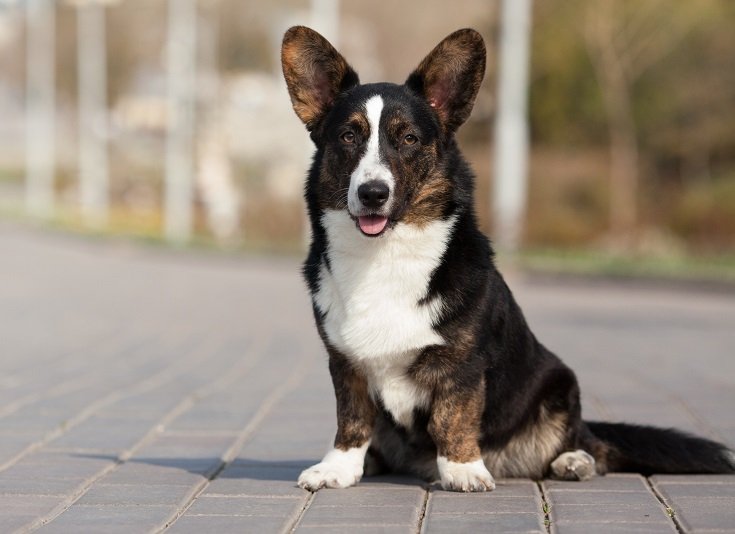 Cardigan Welsh Corgi Dog Breed Info, Pictures, Traits & Facts | Hepper