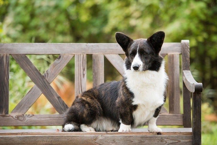 Cardigan Welsh Corgi Sitting on Bench