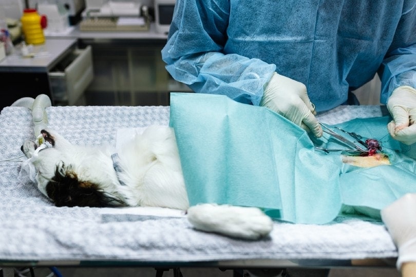 Castration of a dog