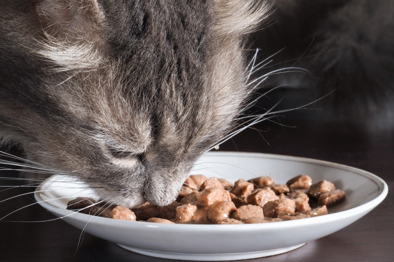 Cat eating cat food with some water added