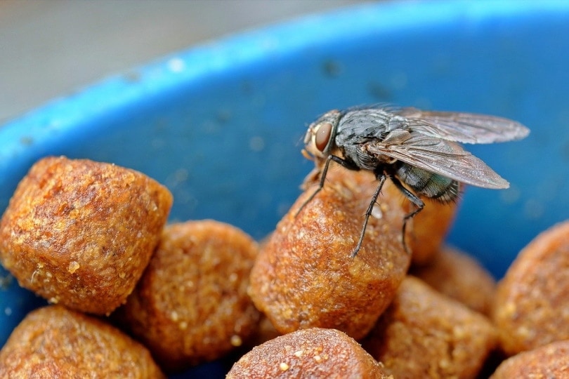 Cat food exposed to fly