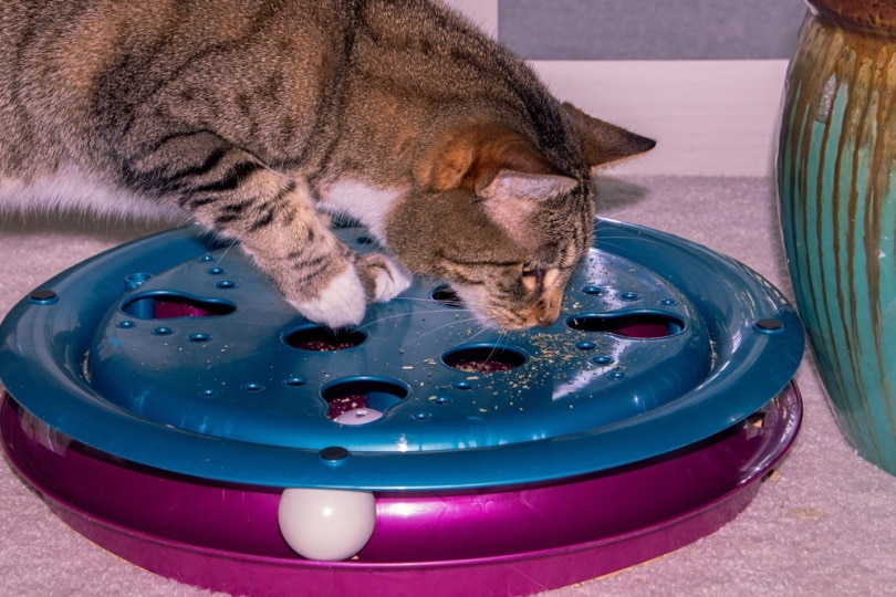 Cat sniffing catnip from cat toy