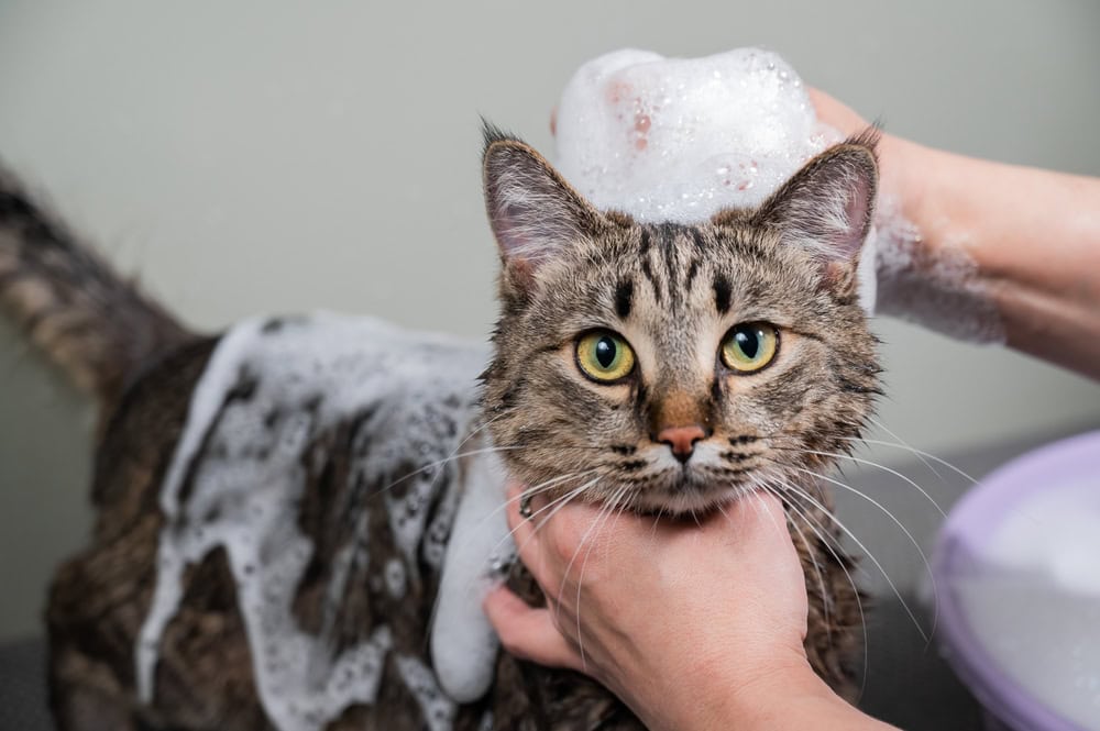 Cat taking a bath with a lot of bubbles