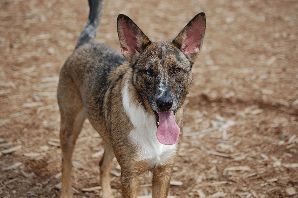 Catahoula and German Shepherd mix