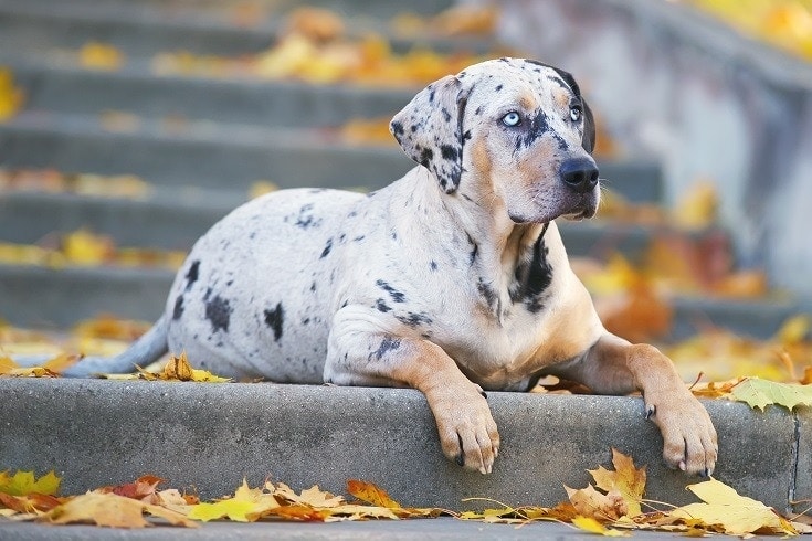 A Catahoula Leopard Dog