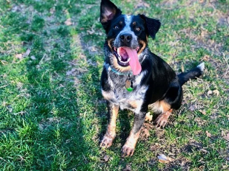 australian cattle dog blue heeler mix