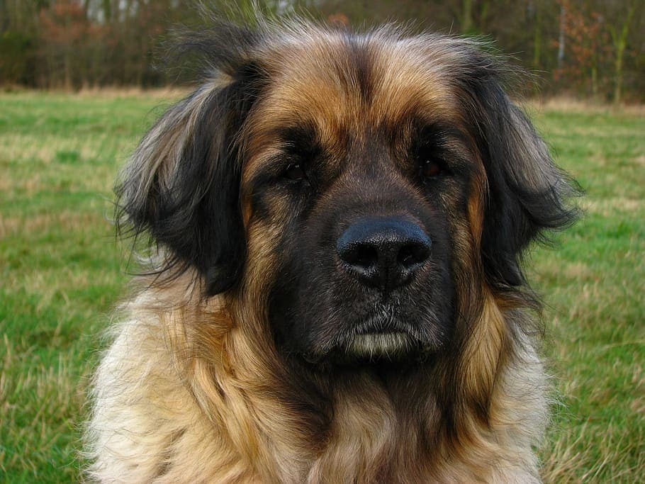 Caucasian Mastiff