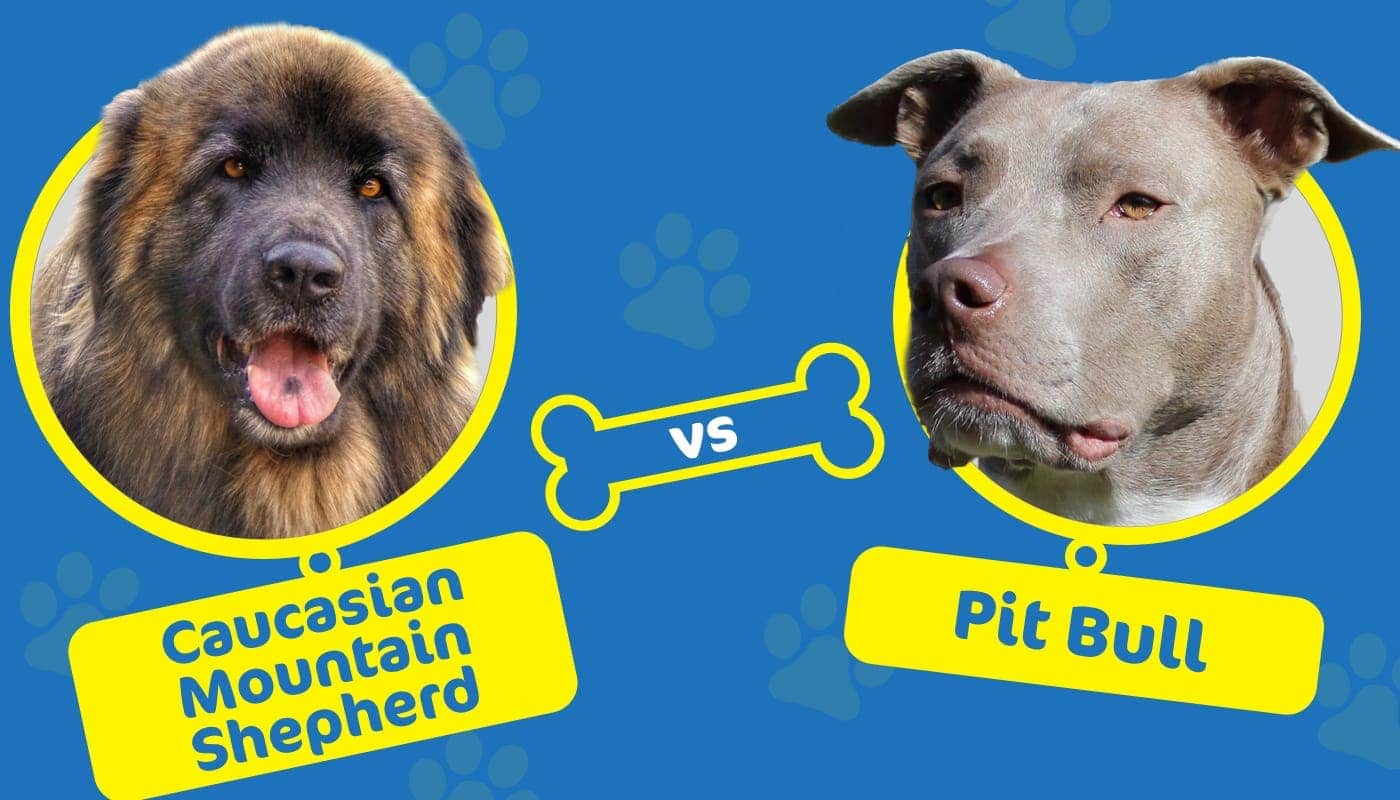 Caucasian Mountain Shepherd vs Pit Bull