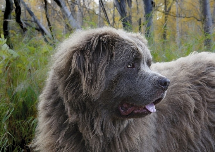 Caucasian Shepherd Dog