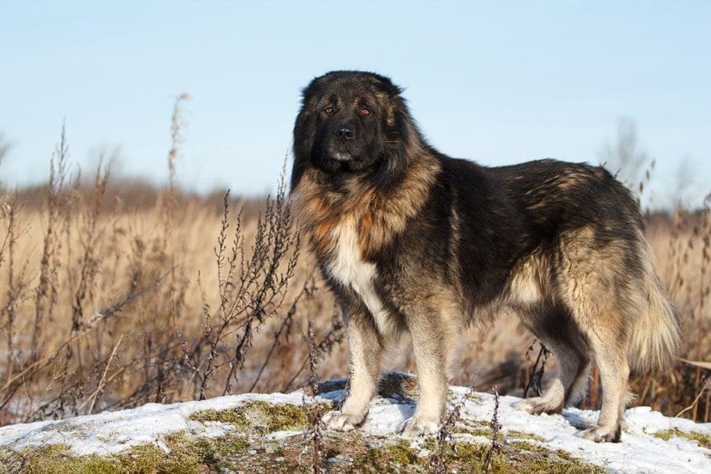 Caucasian Shepherd Dog
