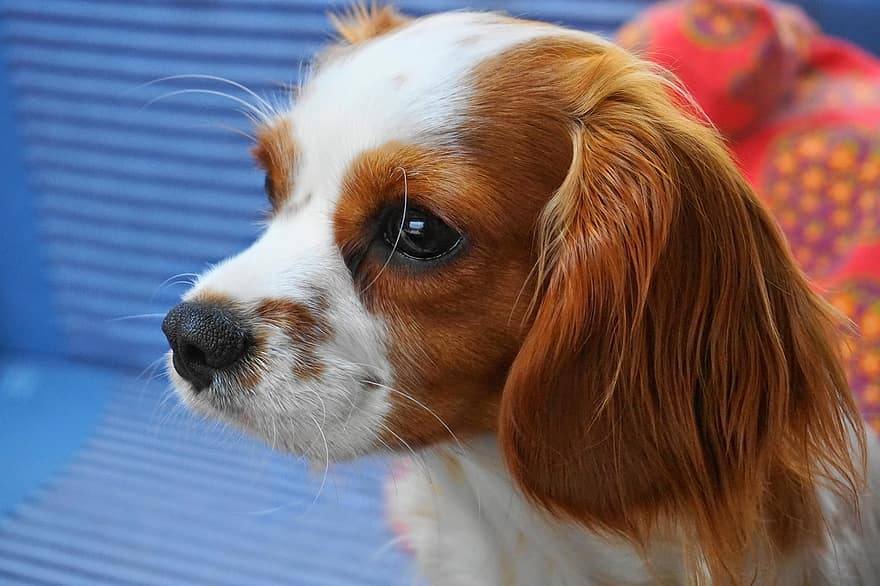 Cava Corgi mixed breed dog