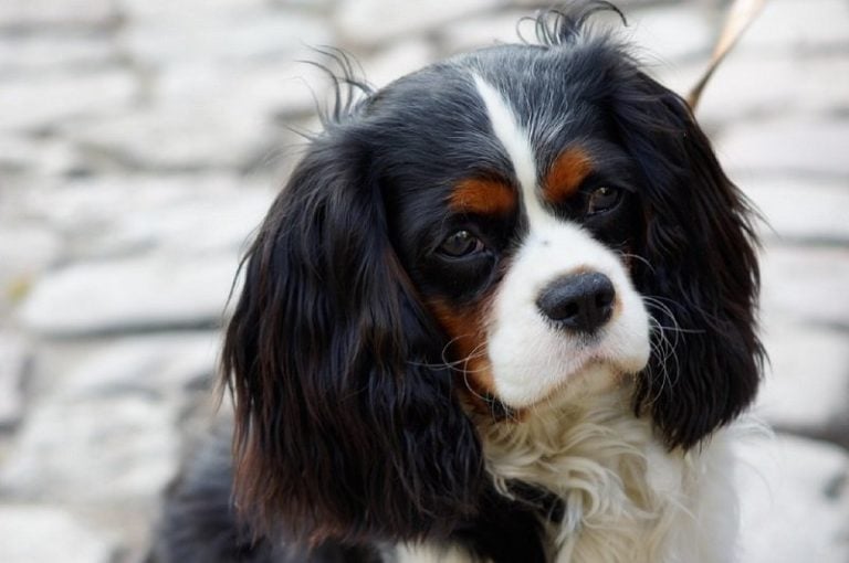 How Long Do Cavalier King Charles Spaniels Live? Average Life Span