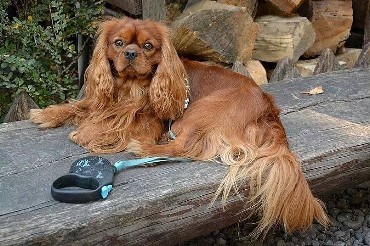 Cavalier King Charles Spaniel - Ruby