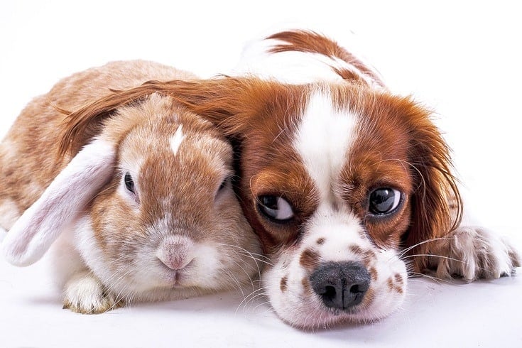 Cavalier King Charles Spaniel and rabbit_Shutterstock_Nalaphotos