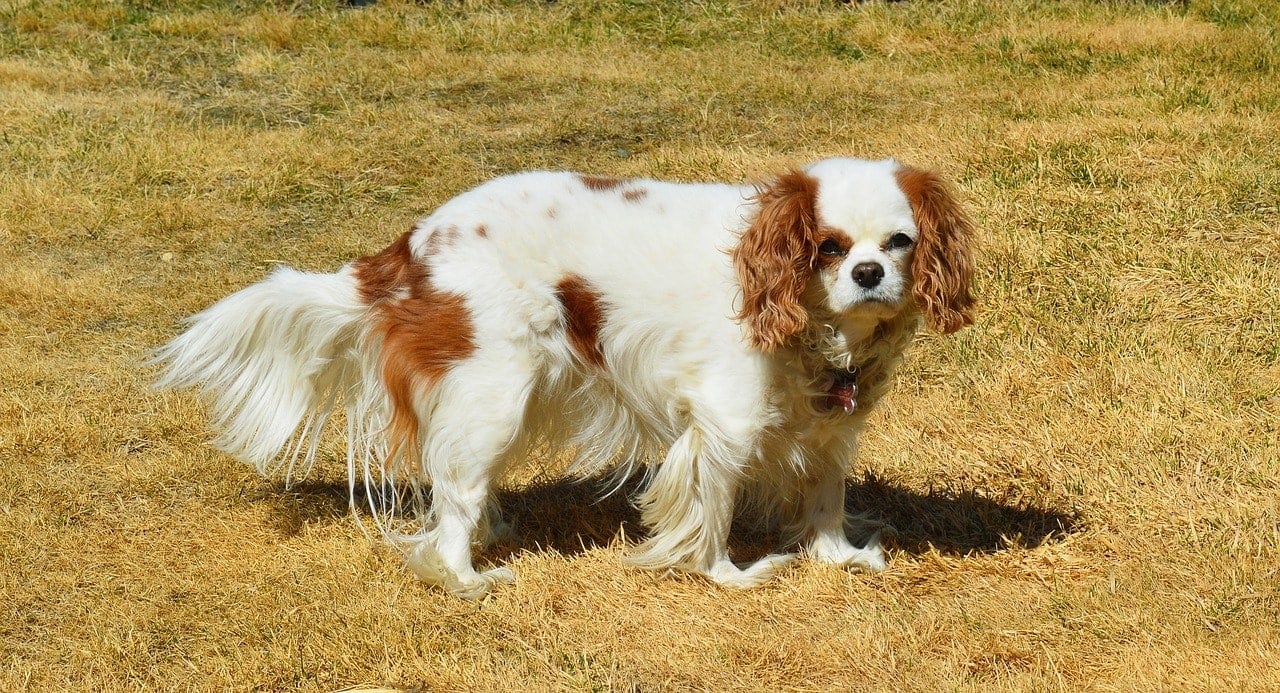 Cavalier King Charles Spaniel on grass