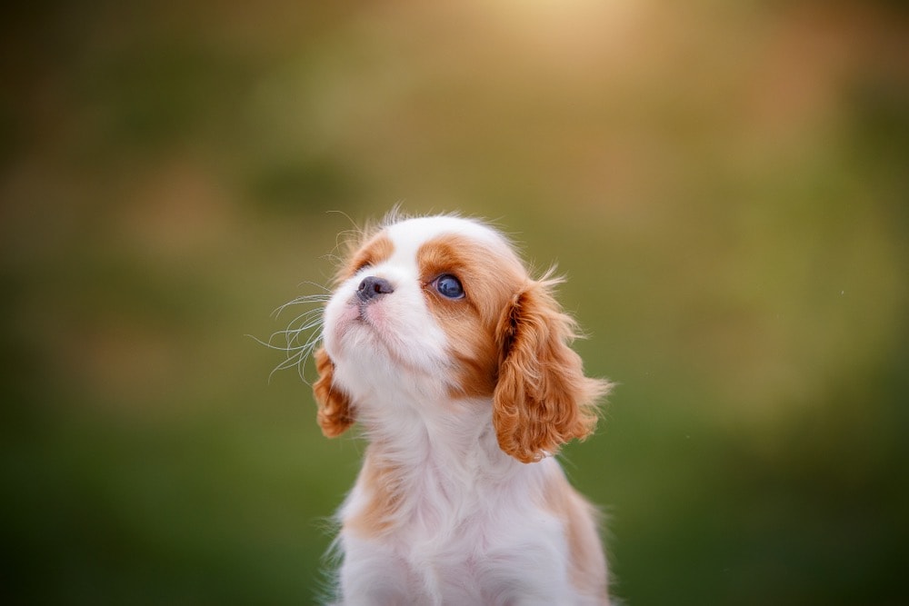 cute king charles spaniel puppy