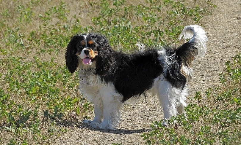 How Much Does a Cavalier King Charles Spaniel Cost 2024 Price