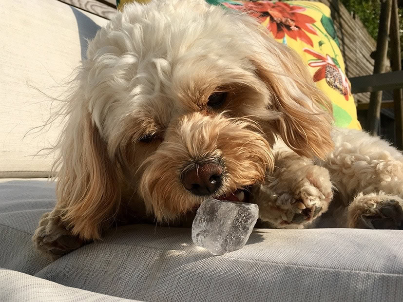 Cavapoo licking ice