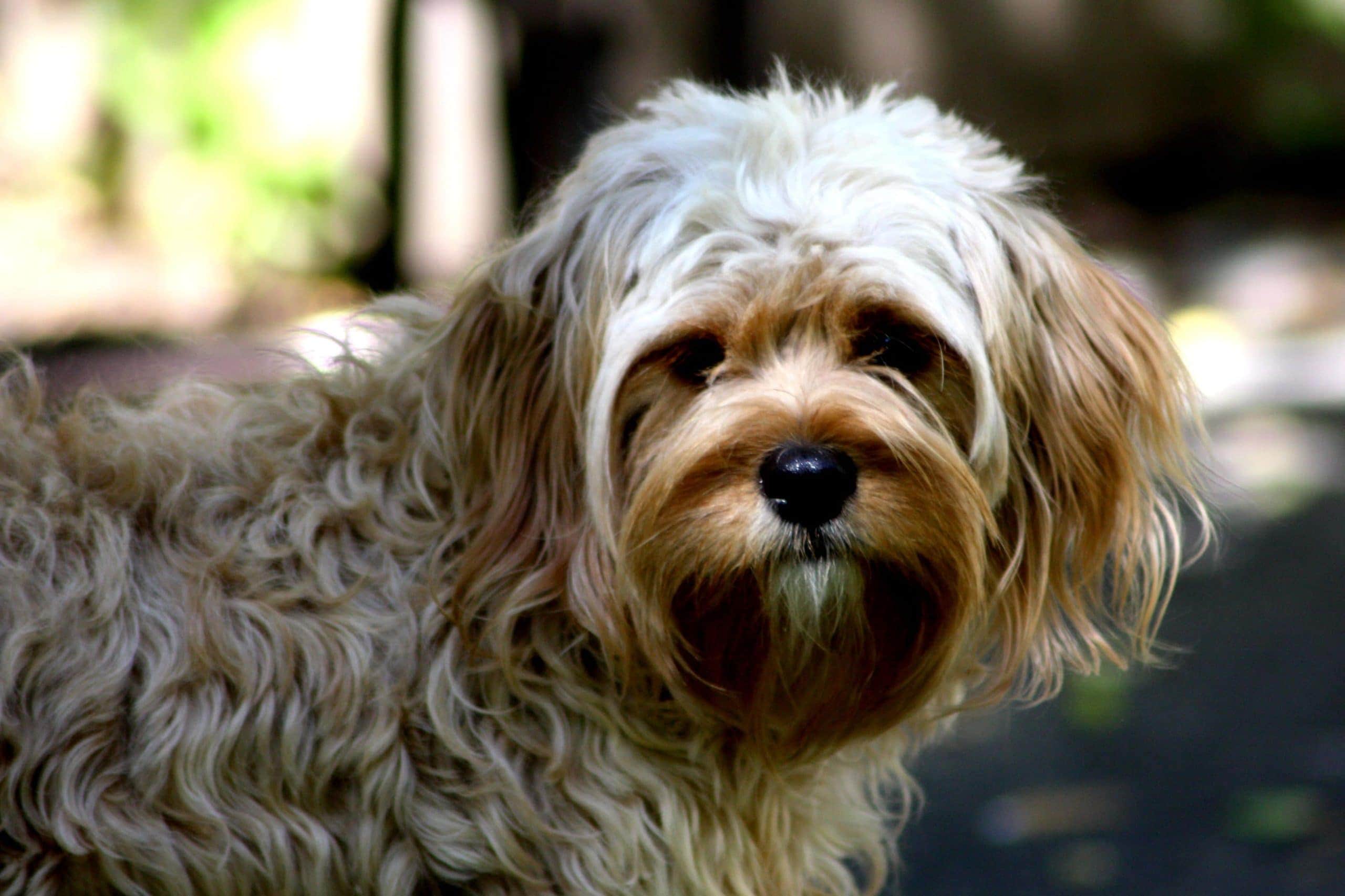 Cavapoo