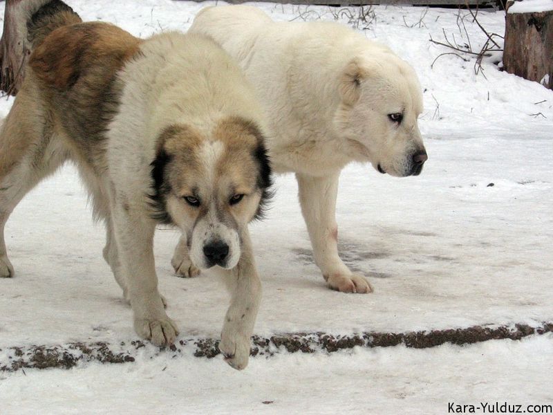 Central Asian Shepherd Dog