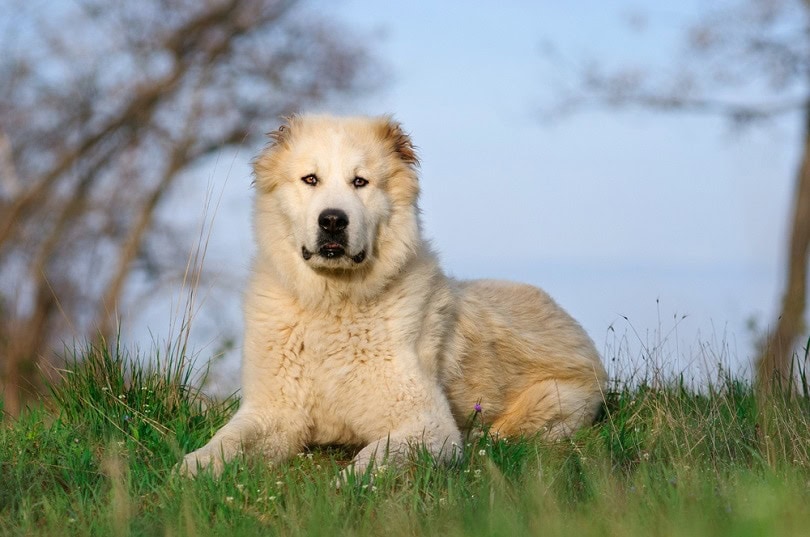 Central Asian Shepherd Dog in the grass_Ann Tyurina_shutterstock