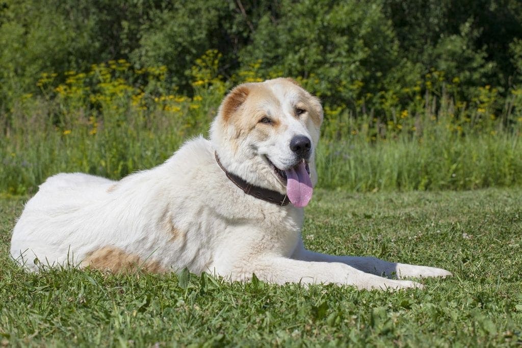 25 Livestock Guardian Dog Breeds (LGD) With Pictures & Facts Hepper