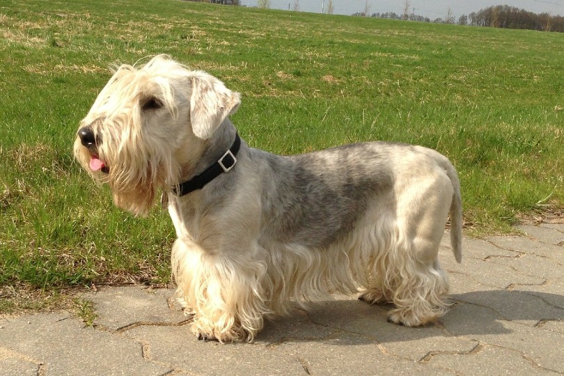 Cesky Terrier standing on a pathway